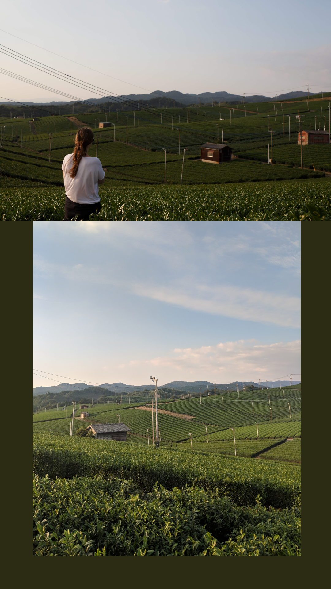 Japanese Green Tea Fields